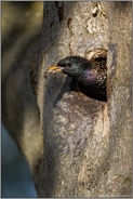 Kotballen im Schnabel... Star *Sturnus vulgaris*, Altvogel reinigt die Bruthöhle