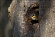 vorsichtiger Blick aus der Bruthöhle... Star *Sturnus vulgaris*, fast flügger Jungvogel