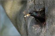 auf Sauberkeit bedacht... Star *Sturnus vulgaris*, Altvogel trägt Kotballen aus Nisthöhle