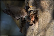 der Anflug... Star *Sturnus vulgaris* fliegt Bruthöhle an