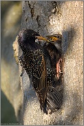 die Futterübergabe... Star *Sturnus vulgaris*, Altvogel füttert Jungvogel am Höhleneingang