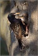 fast geschafft... Star *Sturnus vulgaris* lockt Jungvogel aus der Bruthöhle