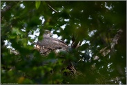 hoch oben in den Baumkronen... Habicht *Accipiter gentilis*, Habichtweibchen auf ihrem Nest