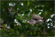 wer guckt denn da... Habicht *Accipiter gentilis* auf dem Horst nach erfolgreicher Brut