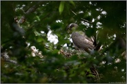 alt und jung... Habicht *Accipiter gentilis*, Habichtweibchen mit Nachwuchs am Nest