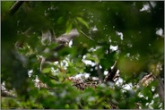 wer findet das Küken... Habicht *Accipiter gentilis* fliegt vom Horst ab