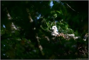 blaue Augen... Habicht *Accipiter gentilis*, junger Habicht, Nestling im Dunenkleid, Dunenjunges