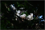 zu dritt... Habicht *Accipiter gentilis*, junge Habichtküken auf ihrem Horst