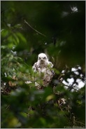 ernster Blick... Habicht *Accipiter gentilis*, noch nicht flügger Jungvogel auf seinem Horst