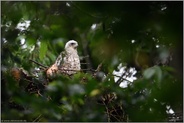 junger Habicht... Habicht *Accipiter gentilis*, Nestling, noch nicht flügger Jungvogel steht auf dem Horst