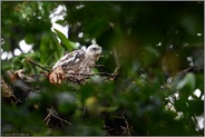 nach dem Regen... Habicht *Accipiter gentilis*, mausernder Jungvogel auf dem Nestrand