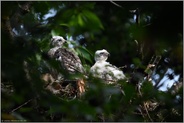 unterschiedlich weit entwickelt... Habicht *Accipiter gentilis*, Jungvögel, Nestlinge im Horst