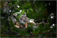 Dreierbande... Habicht *Accipiter gentilis*, unterschiedlich weit entwickelte Jungvögel, Nestlinge auf ihrem Horst