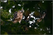 Füßchen hoch... Habicht *Accipiter gentilis*, Junghabicht in typischer Pose auf dem Horstrand