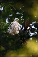 Nachwuchs... Habicht *Accipiter gentilis*, Habichtküken, Nestling steht auf dem Horstrand