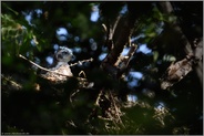 Nesthocker... Habicht *Accipiter gentilis*, wohl zufriedenes Habichtjunges sitzt im Horst