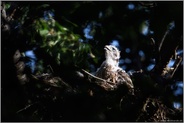 was er da wohl sieht... Habicht *Accipiter gentilis*, mauserndes Habichtjunges schaut zum Himmel hoch