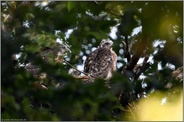 3 Schnäbel... Habicht *Accipiter gentilis*, bereits ältere Habichtnestlinge auf ihrem Horst in der Baumkrone