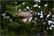 Brutpflege... Habicht *Accipiter gentilis*, Habichtweibchen auf dem Horst