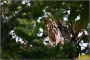 fast flugfertig... Habicht *Accipiter gentilis*, auf dem Horst, Habichtnestling öffnet seine Flügel