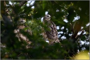 Leben im Verborgenen... Habicht *Accipiter gentilis*, bereits ältere Habichtnestlinge auf ihrem Horst in der Baumkrone