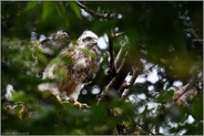 Möchtegern... Habicht *Accipiter gentilis*, Jungvogel schlägt auf dem Horstrand mit den Flügeln