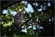 sein erster Ausflug... Habicht *Accipiter gentilis*, junger Habicht unmittelbar nach dem ersten Verlassen des Horstes