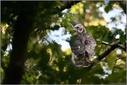 noch in der Mauser... Habicht *Accipiter gentilis*, junger Habicht, Ästling,abseits vom Horst