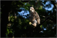 die Krallen zur Faust geballt... Habicht *Accipiter gentilis*, Ästling in den Baumkronen abseits vom Nest