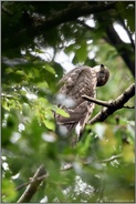 Beweglichkeit im Nacken... Habicht *Accipiter gentilis*, junger Habicht verrenkt den Kopf, blickt nach oben