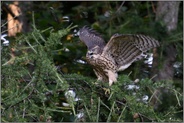 aufgeregt... Habicht *Accipiter gentilis*, Jungvogel schlägt rufend mit den Flügeln