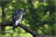 den Schalk im Nacken... Habicht *Accipiter gentilis*, junger Habicht, Ästling, Rothabicht hat etwas im Blick