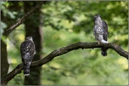 zu zweit... Habicht *Accipiter gentilis*, junge Habichte auf einem Querast im Wald