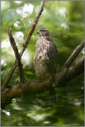 kerzengerade... Habicht *Accipiter gentilis*, diesjähriger Jungvogel, Rothabicht in den Baumkronen