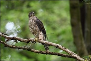 scharfer Blick... Habicht *Accipiter gentilis*, junger Habicht, Rothabicht sitzt im Baum