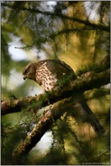 frühes Morgenlicht...  Habicht *Accipiter gentilis*, flügger Jungvogel, Rothabicht in einer Lärche