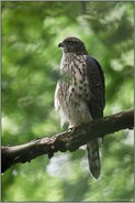 entspannt...  Habicht *Accipiter gentilis* ruht auf einem Ast im Wald, diesjähriger Jungvogel