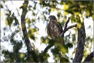 im Gegenlicht... Habicht *Accipiter gentilis*, Rothabicht hoch oben in der Baumkrone einer Birke