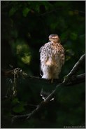 stimmungsvoll... Habicht *Accipiter gentilis*,  diesjähriger Jungvogel, Rothabicht sitzt im perfekten Lichtspot im Wald