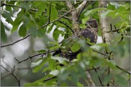 Blick über die Schulter... Habicht *Accipiter gentilis*, Jungvogel im Baum sitzend