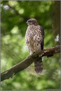 stiller Beobachter... Habicht *Accipiter gentilis*, junger Habicht sitzt auf einem Baum, beobachtet die Umgebung