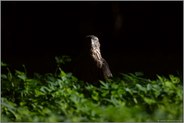 wo Licht ist, ist auch Schatten...  Habicht *Accipiter gentilis*, Jungvogel im Spotlicht am Boden