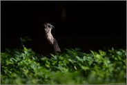 Lichtblick...  Habicht *Accipiter gentilis*, flügger, fast ausgewachsener Jungvogel sitzt im Spotlicht am Boden