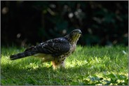 am Boden im Gras stehend... Habicht *Accipiter gentilis*, junger Habicht, Rothabicht in der Seitenansicht