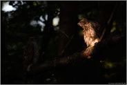 ach, geh' mir weg... Habicht *Accipiter gentilis* kratzt sich im Lichtspot am Kopf