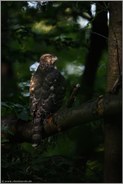 im Dunkel des Waldes... Habicht *Accipiter gentilis*, Rothabicht in den Baumkronen