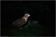 geheimnisvoller Vogel...  Habicht *Accipiter gentilis*, flügger, fast ausgewachsener Jungvogel im Lichtspot auf einer Wiese am Waldrand