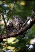 eine Kohlmeise in den Fängen... Habicht *Accipiter gentilis*, Jungvogel verteidigt Beute, mantelt