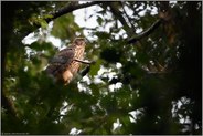 hoch oben in den Baumkronen...  Habicht *Accipiter gentilis*, Rothabicht im Geäst der Bäume