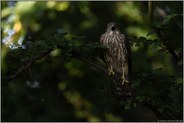 der Schrei... Habicht *Accipiter gentilis*; junger Habicht im typischen Lebensraum